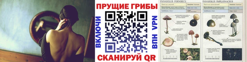 Купить  Пестово  Псилоцибиновые грибы GOLDEN TEACHER 